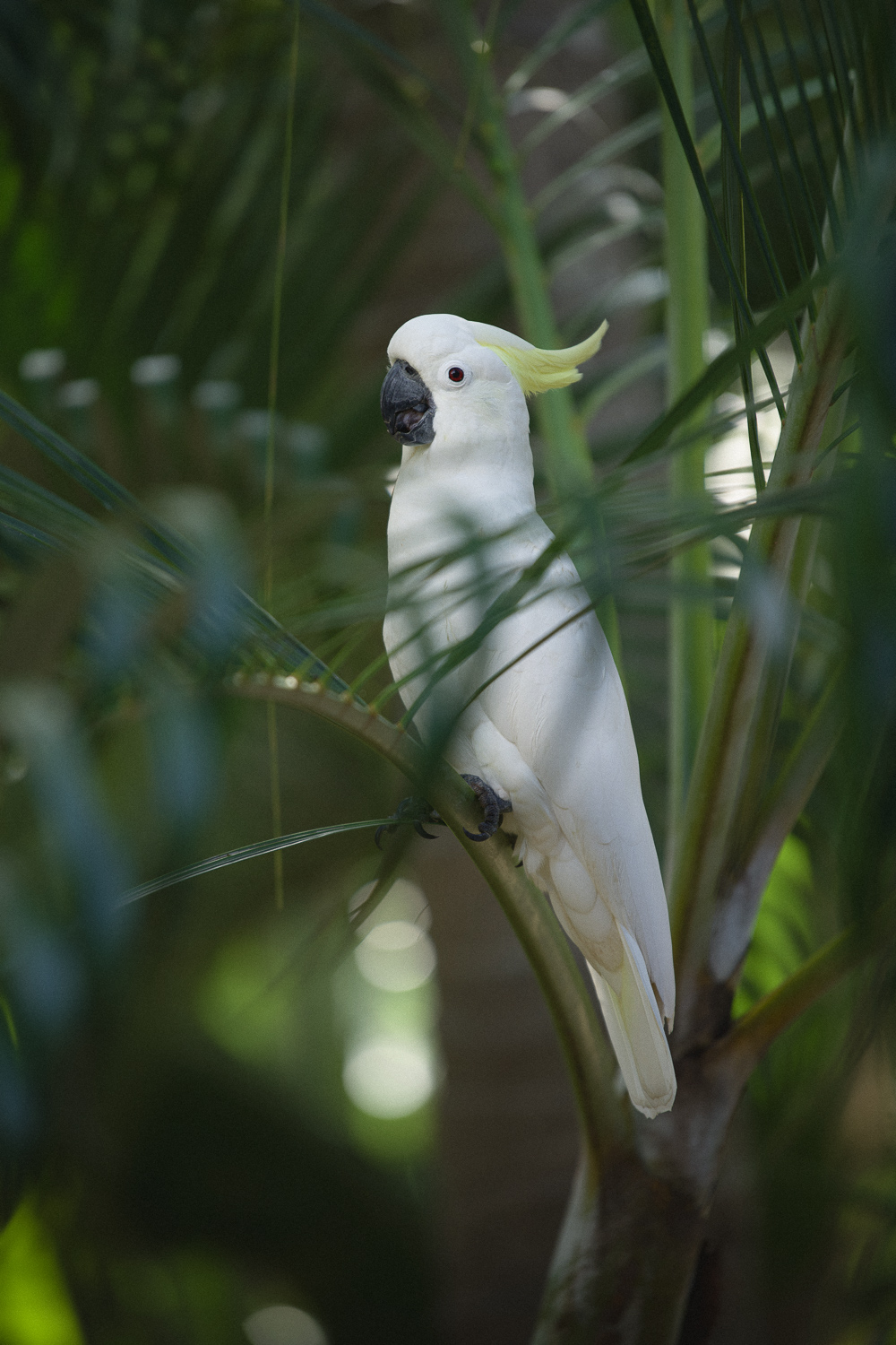 Cockatoo In the Tropics