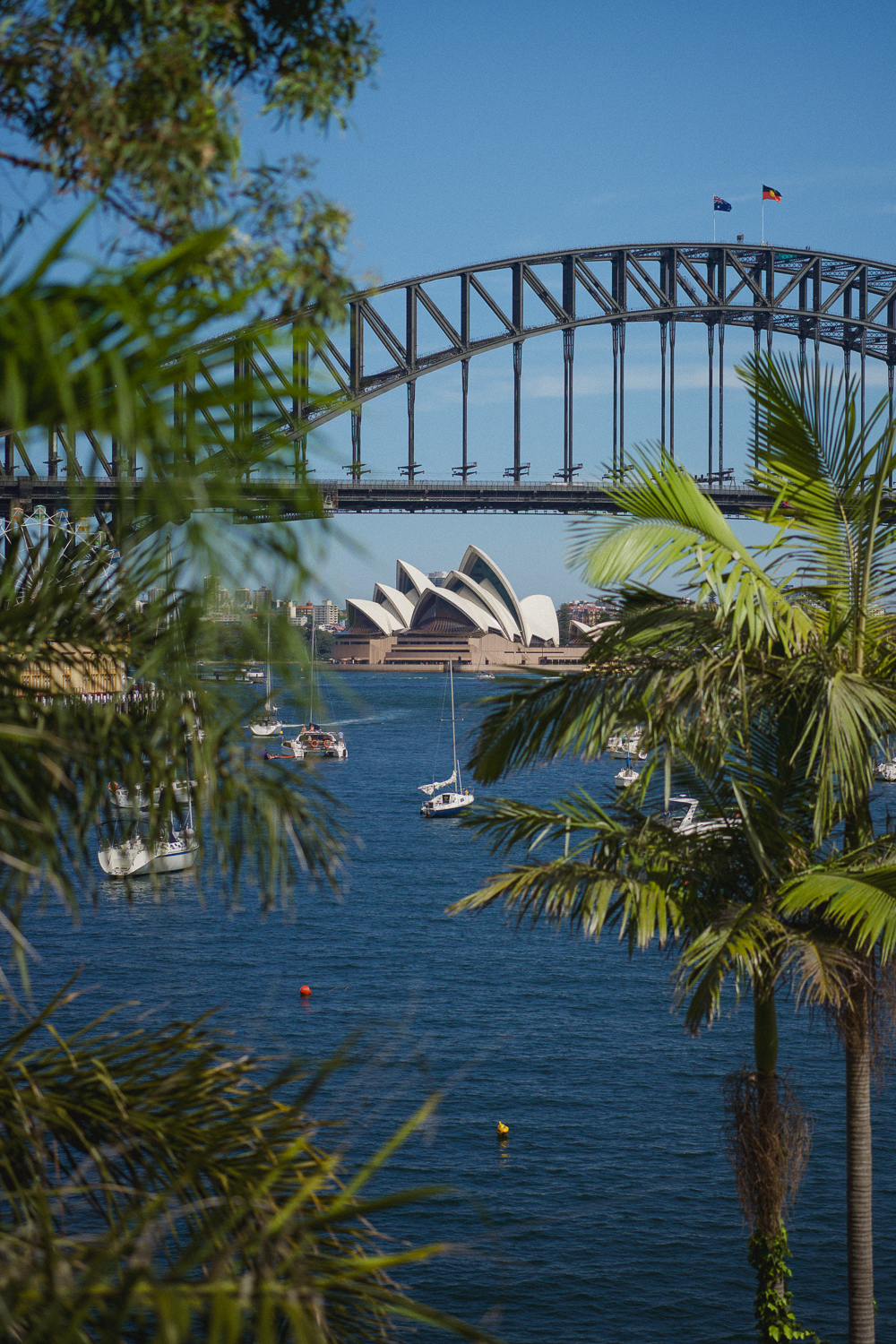 Opera House and Palm Trees