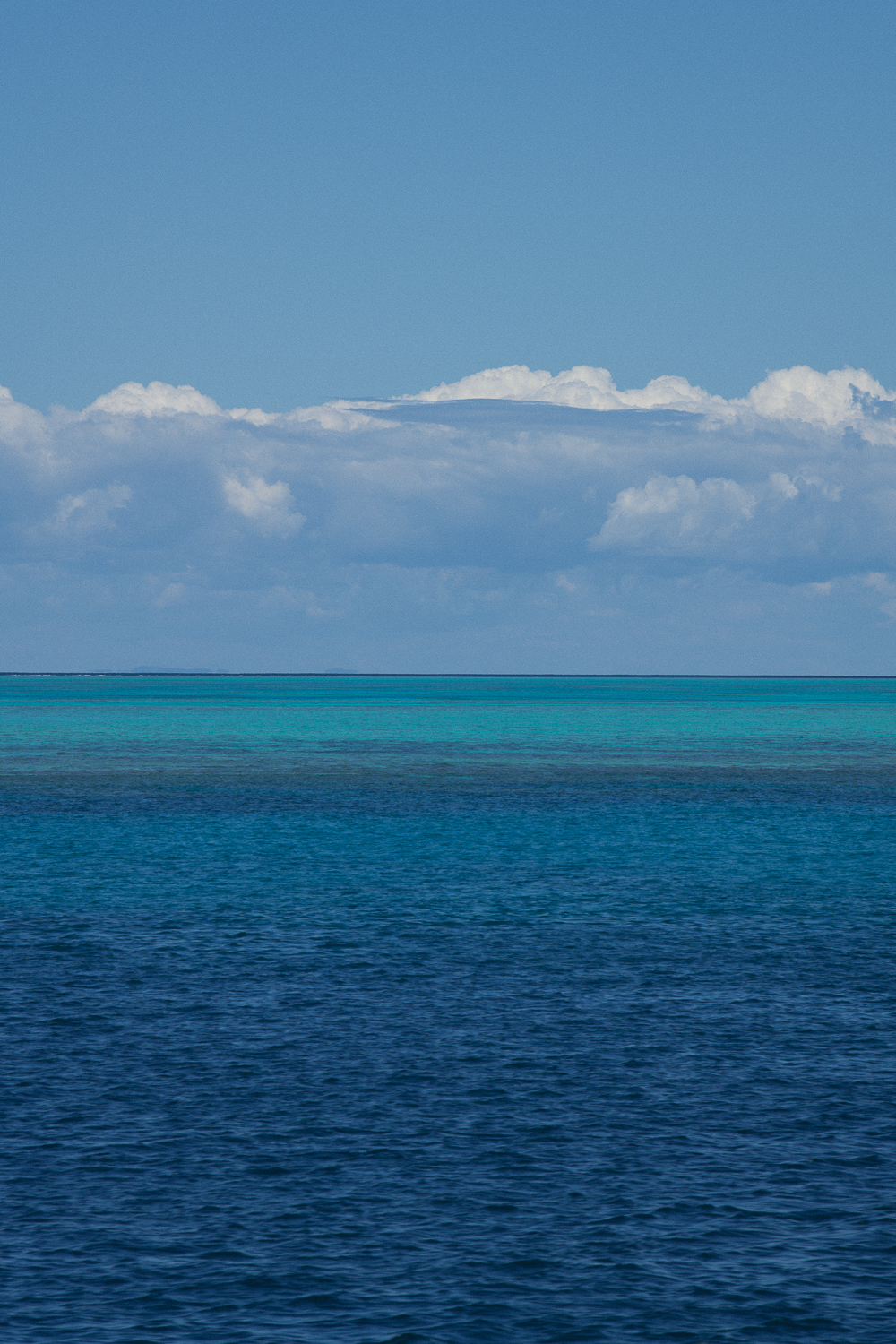 Reef and the Ocean