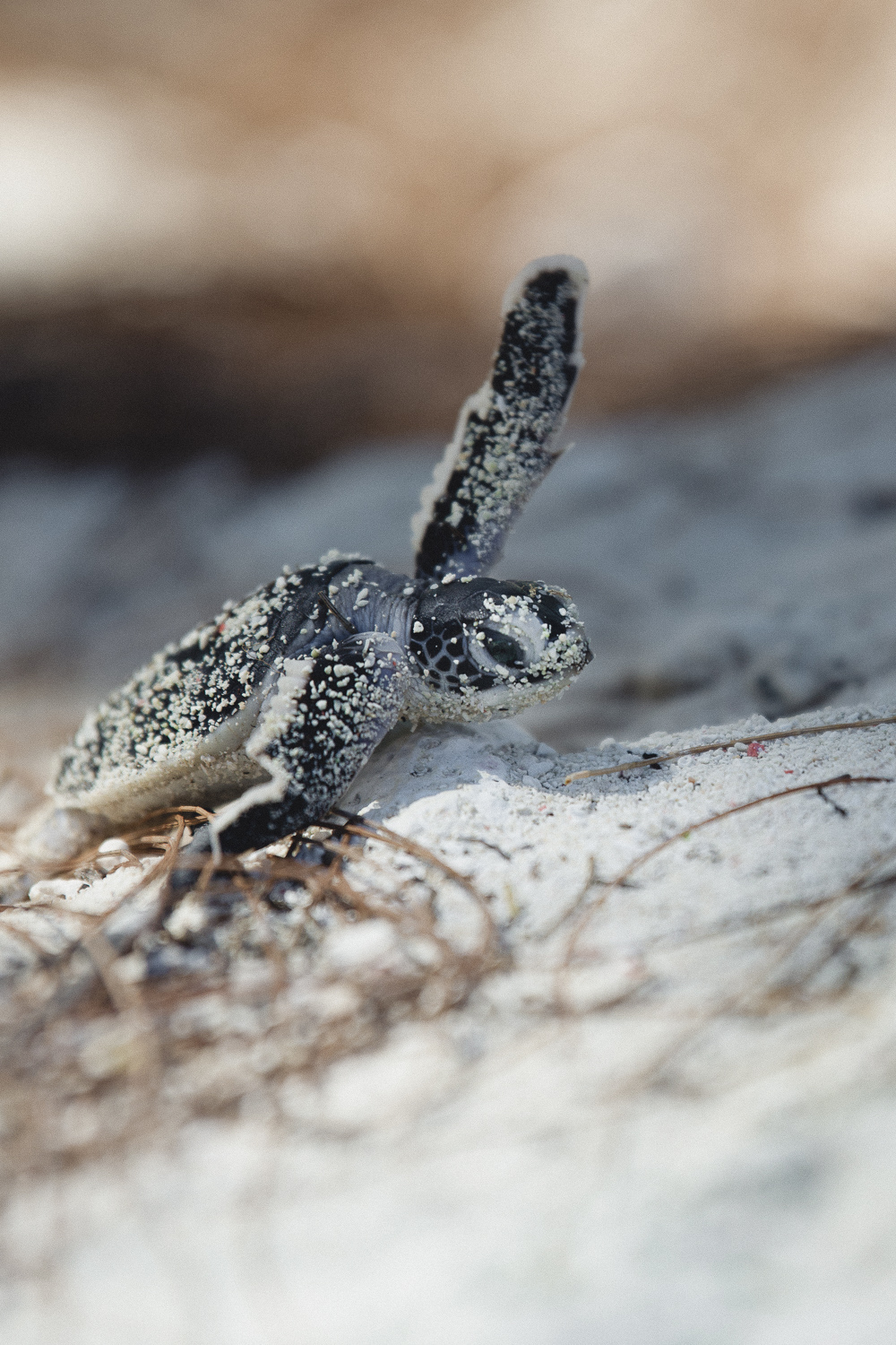 Turtle Hatchling On the Beach