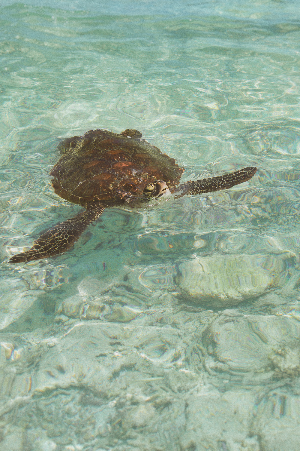 Turtle Swimming In Shallows