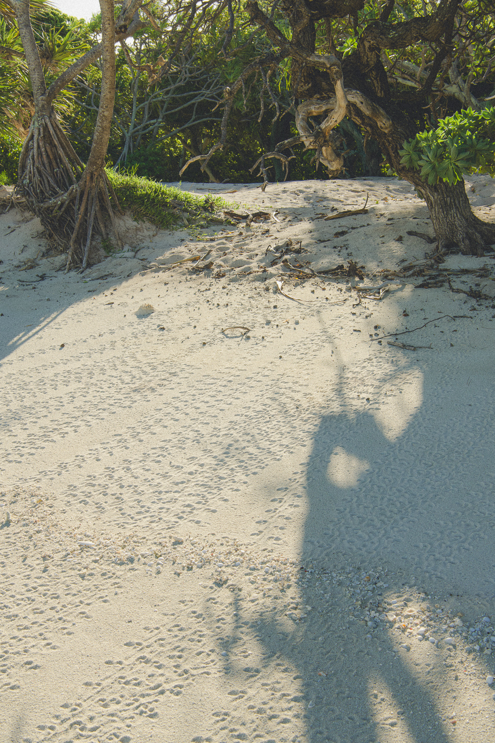 Turtle Tracks On the Island